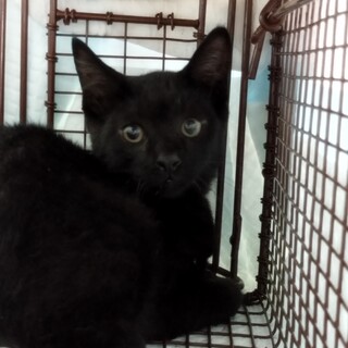 エンジェルマーク入り黒猫の海くん