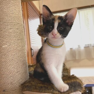 会話ができる！？綺麗な三毛のおしゃべり女の子