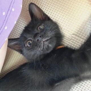 とても甘えん坊！つやつや美黒猫の女の子
