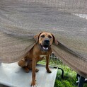 甘々レディ♡土佐犬ウララ