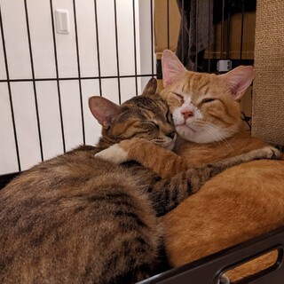 人が大好き仲良し2匹