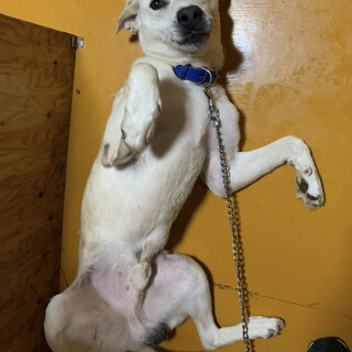 チョロい奴です（笑）ラブラドールMIX ソーダ