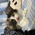 スコティッシュのミックス1歳にならない♀