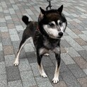 黒柴の桃ちゃんに家族愛を。