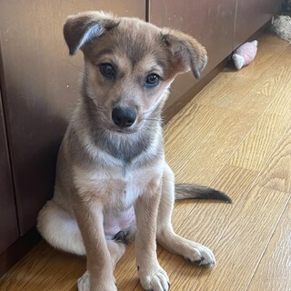 一旦募集停止します二度助かった命