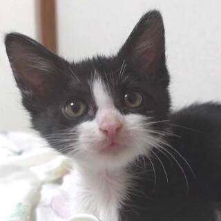 黒白美人の子猫の女の子