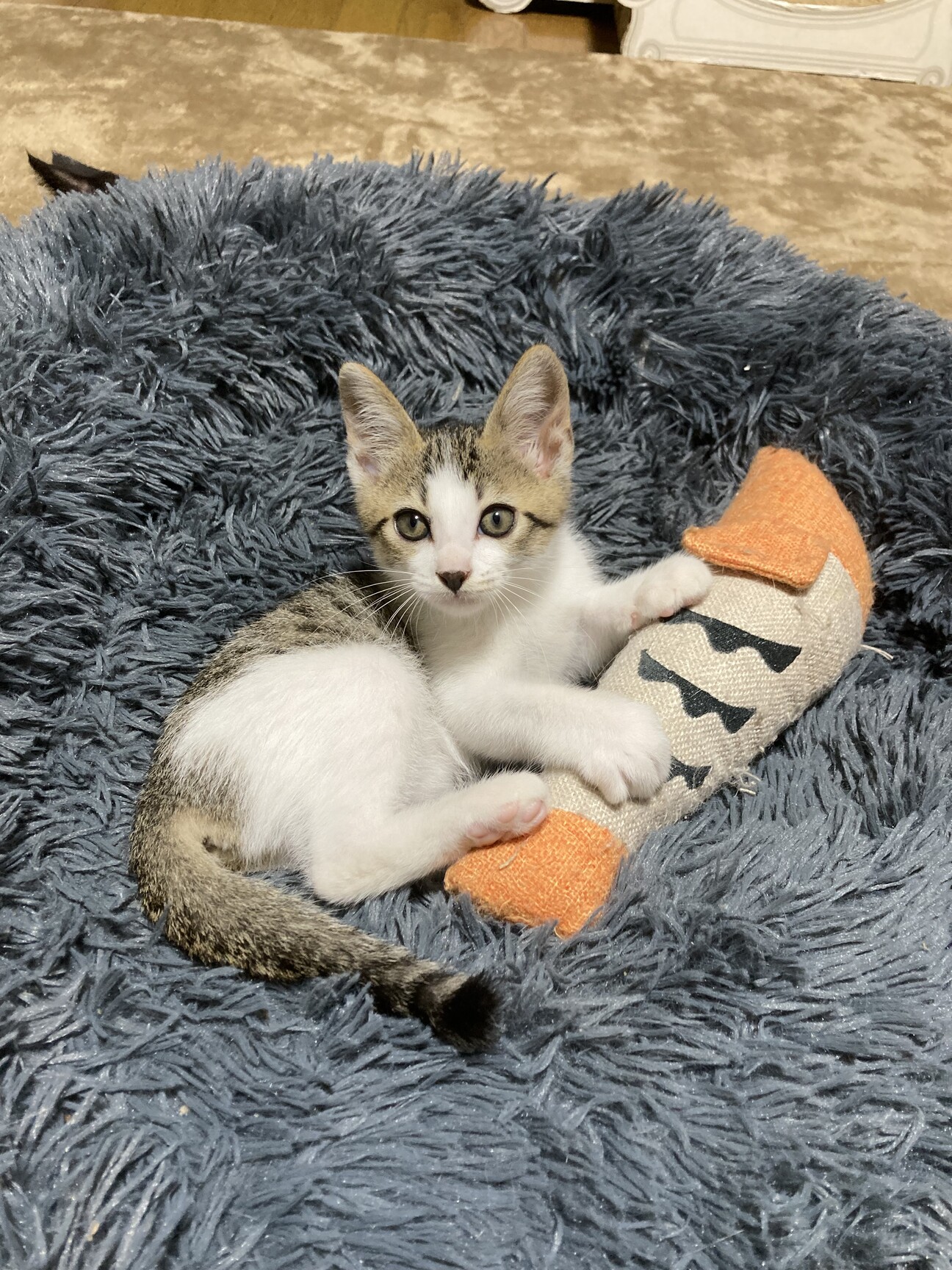 人も猫も大好きな甘えん坊 東京都 猫の里親募集 ペットのおうち 月間利用者150万人