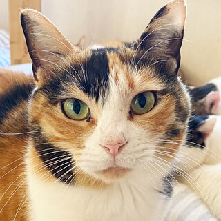 大人しい三毛猫＊ミアちゃん・推定7歳
