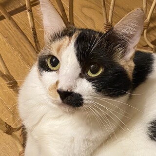 静かで大人しい白ミケ・ポンちゃん＊6歳