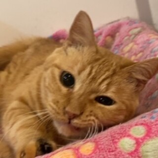 とってもゴロにゃん♡あかりちゃん♬