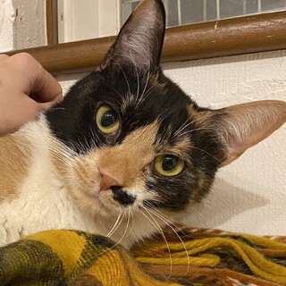 おてんばなミケ猫の女の子＊ももちゃん・5歳