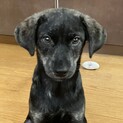 一旦募集停止生命力の強い子です　賢いかも