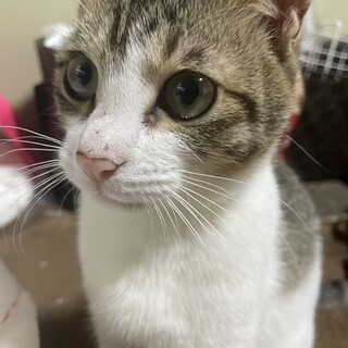 顔立ちが綺麗な女の子