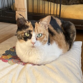 大人しくて控えめな女の子＊シェリー（♀）・3歳