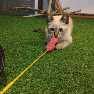 シャムミックス????