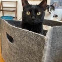 おてんばな黒猫の女の子☆くるちゃん・5歳
