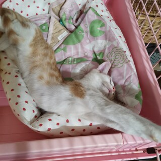 おでこの白い茶白の女の子　甘えん坊