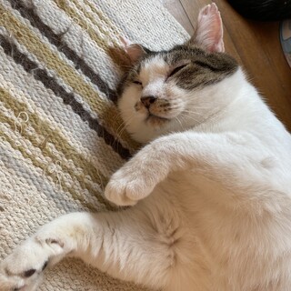 愛くるしい巨猫＊シュウちゃん・キジ白の男の子