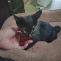 寂しがりやな黒猫の子猫です。