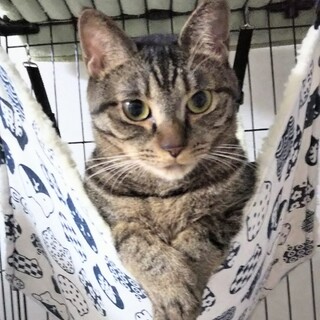 小顔のおはぎ 2才(保護主宅でのお見合い可)