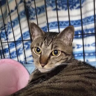  食べ盛りのこはぎ君2才(自宅でお見合も可)