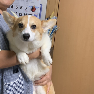 6ケ月コーギー女の子