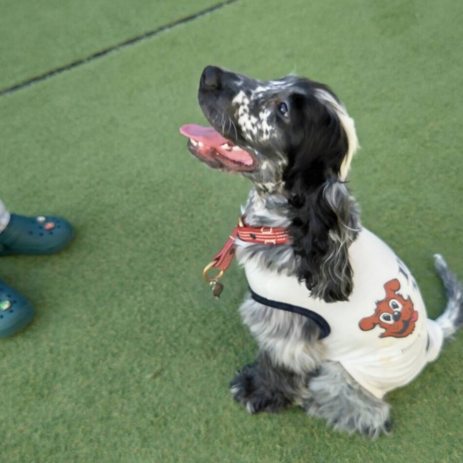 キンドラーのカバー写真