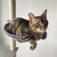 みずき