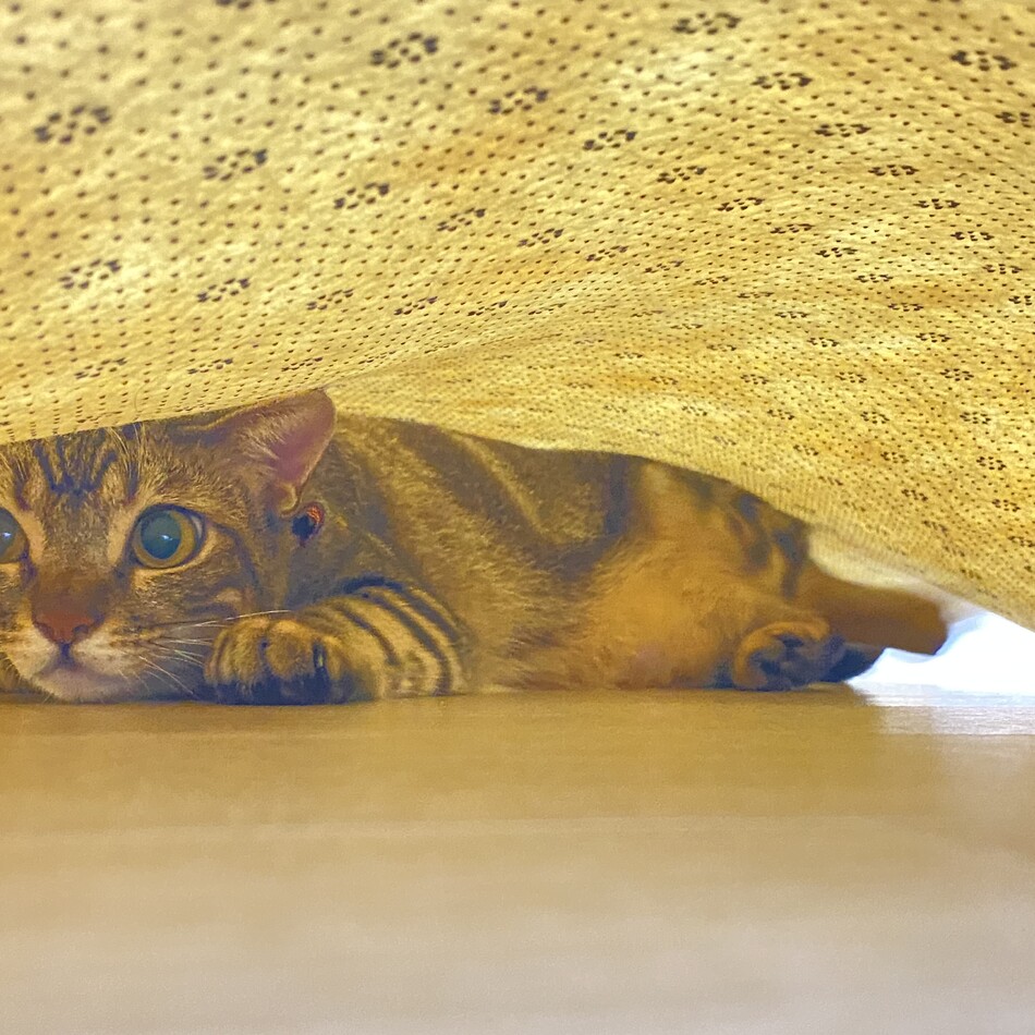みずきのカバー写真