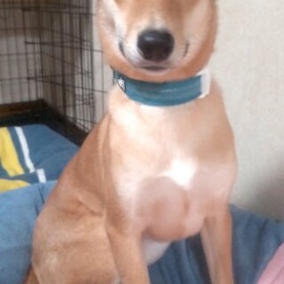 犬と一緒なら安心！控えめな男の子つばさ