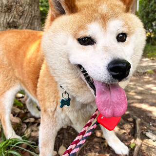 人馴れは抜群、穏やかなおばあちゃん柴マリッサ