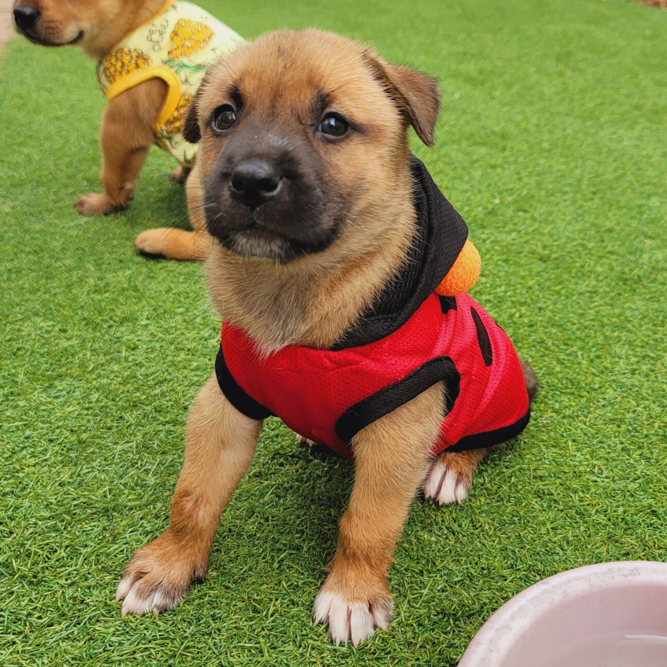 相談中⭐甘えん坊で可愛い『ひまわりちゃん』 サムネイル2