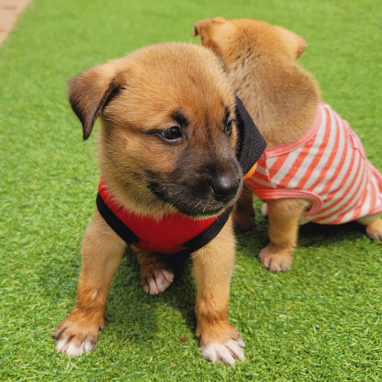 相談中⭐甘えん坊で可愛い『ひまわりちゃん』 サムネイル4