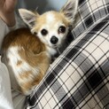 華奢で可憐なチワワ『すいれん』ちゃん