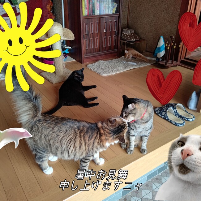 猫オバサン（岡山）のカバー写真