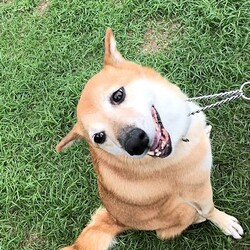 総社市ＡＷＡしつけ教室　＜雨天決行＞ サムネイル2