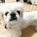 おっとり可愛いペキニーズの『レインボー』