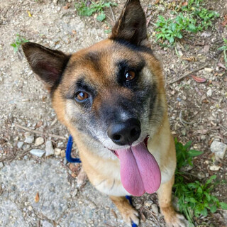 ニコノコのディマジオくん！