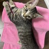 子猫姉妹一緒に里親募集中 サムネイル6