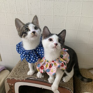 兄妹一緒希望♡お留守番もできます♪