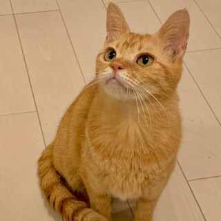 マンチカンのさんごちゃん