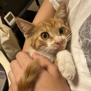 茶白の子猫ちゃんの里親さんを募集します！