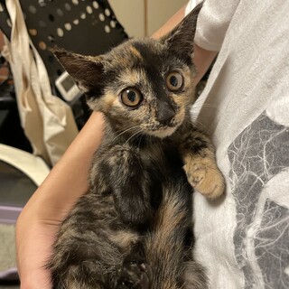 レアなサビの子猫ちゃんの里親さん募集！