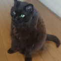 飼い主さんご逝去、一人でお部屋にいる黒