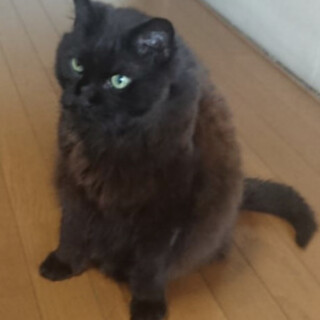 飼い主さんご逝去、一人でお部屋にいる黒