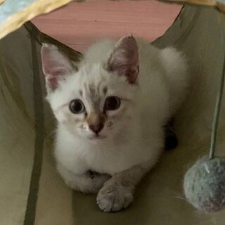 ラグドール柄ねこちゃんと、黒猫ちゃん