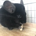 チンチラ