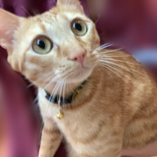 とても人懐っこい男の子