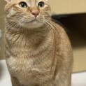 【至急】甘えん坊さんの里親探してます????