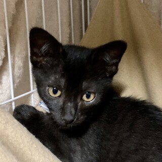 ワテら陽気な黒猫兄弟。好奇心旺盛な健太くん。